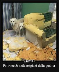 Poltrone Sofa Artigiani Della Qualita Besti It Immagini Divertenti Foto B Immagini Divertenti Immagini Divertenti Di Animali Foto Di Animali Divertenti