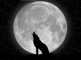 Find wolf pictures and wolf photos on desktop nexus. Wolves Screensavers And Wallpaper 1920x1080 4k