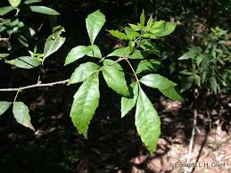 Image result for Allophylus