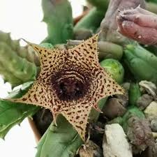 Image result for Huernia volkartii