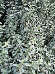 Image result for Podalyria