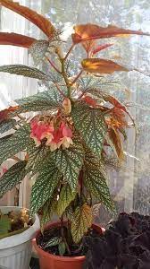 Prevent Angel Wing Begonia Leaf Burn Learn To Fertilize Correctly At Https Www Houseplant411 Com Houseplant Angel Wing B Plants House Plants Blooming Plants