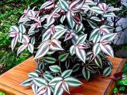 Indoors, it likes bright but indirect sun. How To Grow Wandering Jew Spiderwort Dengarden