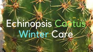 Desert cacti have a unique, stark beauty, and some of the desert cacti feature the most beautiful flowers in the plant kingdom. Cactus Care Echinopsis Cactus Winter Care Youtube