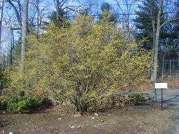 Image result for Cornus