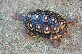 Red Footed Tortoise Care Sheet