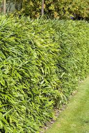 Wer beginnt, sich für bambus zu interessieren, wird durch die vielfalt des sortiments, die wuchsformen, den platzbedarf, die unterschiedlichen winterhärteangaben oftmals verwirrt. Bambus Kaufen Garten Von Ehren Qualitat Seit 1865 Garten Von Ehren