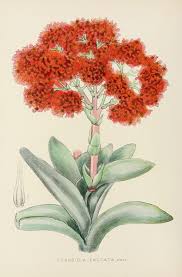 Image result for Aloe pienaarii