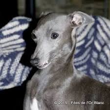 Accueil Elevage Des Fees De L Or Blanc Eleveur De Chiens Petit Levrier Italien