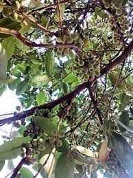 Image result for Peraceae