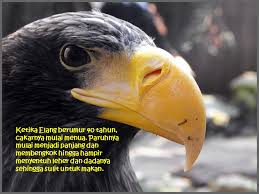 Wallpaper gambar ilustrasi burung buas burung rajawali zyzz. The Eagle Burung Elang Turn On Your Speakers Ppt Download