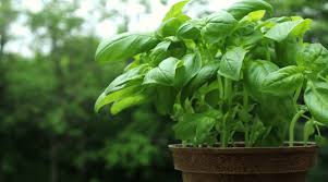 Basil is frost sensitive but can be grown during the winter in pots in a warm, light place inside your home such as a windowsill. How To Grow Basil From Seed Growing Basil Indoors And In Pots