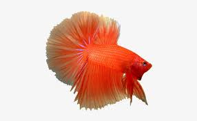 Ikan cupang renang biru dan kuning, ikan siam, betta, hewan, hewan peliharaan, u6597u9c7cu7f51 png. Luxury Images Of Betta Fish Ikan Cupang Hias Betta Cupang Halfmoon Png Transparent Png 475x427 Free Download On Nicepng