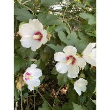 Check spelling or type a new query. Jc Raulston Arboretum Our Plants Search Results