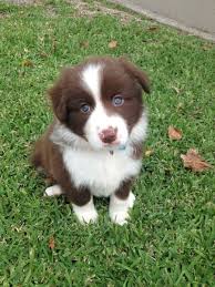 Check spelling or type a new query. Border Collie Dog Price Off 58 Www Usushimd Com