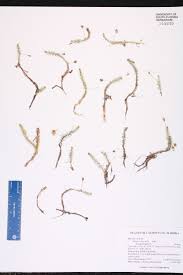 Image result for Mayacaceae