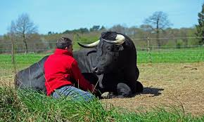 Resultado de imagen de fadjen