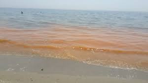 Bir Istanbul Hayali Pa Twitter Ibbbeyazmasa Merhaba Silivri Kinali Sahilinde Denizde Fotograftaki Gibi Bir Goruntu Var Bu Durum Neden Kaynaklaniyor Tam Lokasyon Linki Https T Co I5axihfgry Https T Co Ho3qxguvqs