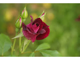 Rosa Claret®