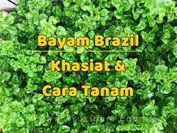 Cara mudah tanam bayam brazil di dalam pasu dari awal sampai tuai | kebun bandar. Bayam Brazil Khasiat Dan Cara Tanam Ayue Idris