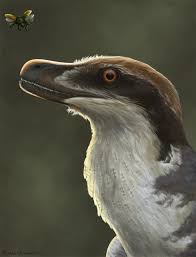 Thanks also i already know about the chicken and dinosaurs. Feathered Dinosaur Wikipedia
