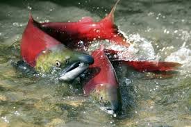 Jika terpaksa maka ibu bisa memasak bubur nasi dari berasnya secara langsung. Siklus Hidup Ikan Salmon Lahir Di Sungai Dan Besar Di Laut
