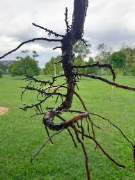 • merangkumi semua hidupan darat dan laut, flora atau fauna, • semua benda hidup dikenali sebagai organisma. Dusun Tok Bak Perkongsian Ilmu Akar Tunjang Bersimpul Facebook