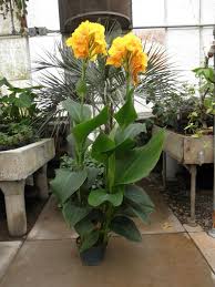 Image result for Cannaceae