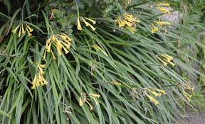 Image result for Cyrtanthus mackenii