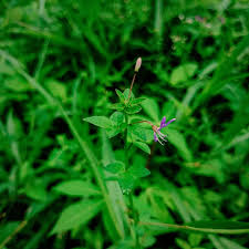Image result for Cleome rutidosperma