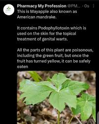 Image result for Podophyllotoxin