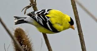 This counted cross stitch pattern of yellow finches was designed from the beautiful artwork of t.c. Where Do American Goldfinches Live What Birds Are In My Backyard
