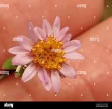 Image result for Athrixia