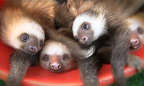 Bath time for the cute baby sloths. Seriously Cute It S A Bucket Of Sloths Geekgirl Geekgirl