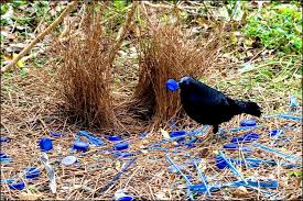 Pictures Of Birds With Their Nests And Names Their Hobby Is To Decorate Their Homes With Brightly Hued Blue Things Pieces Of Plastic Blue Feathers Blue Berries You N Vogels Kolibries Dieren