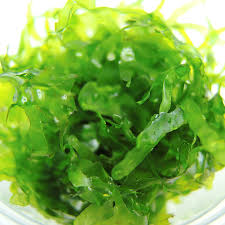 Image result for Lomariopsis