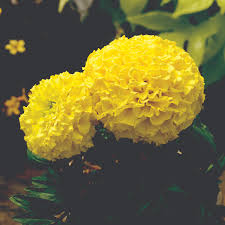 Image result for tagetes)