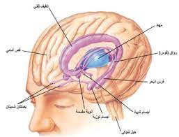 pin by chemistry on الحيوية in 2021 learning language
