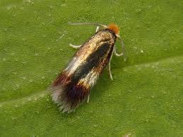 Image result for Stigmella pyri