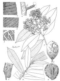 Image result for Parinari excelsa