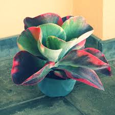 Kalanchoe The Elephant Ear Kalanchoe Elephant Ear Succulents Garden Trees Pants Herbs Vines Nature Flora Evrg Succulents Plants Planting Succulents