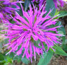 Monarda Balmy Lilac Bee Balm Bee Balm Fragrant Plant The Balm