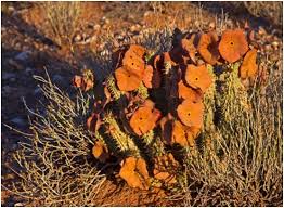 Image result for Triaspis hypericoides