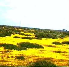 Image result for Landolphia glabra