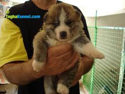 Any price up to $500 up to $1,000 up to $1,500 up to $2,000 up to $2,500 over $2,500. Japanese Akita Puppy Dog Kennel