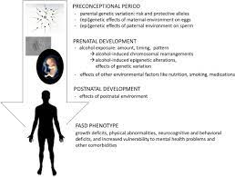 Fetal Alcohol Spectrum Disorders Genetic And Epigenetic Mechanisms Kaminen Ahola 2020 Prenatal Diagnosis Wiley Online Library