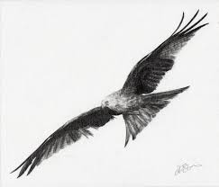 Pencil Bird In Flight Drawing Bird Drawings Bird In Flight Bird Drawings Birds In Flight Drawings