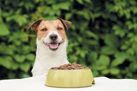 Oregano Oil For Dogs What To Know Dog Food Recipes Oils For Dogs Best Dog Food