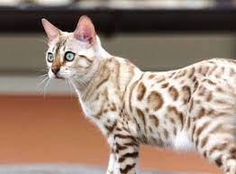 Unser bengal kater (kastriert) ist leider nicht mehr nach hause gekommen. 6 Allergiker Katzen Fur Uberempfindliche Samtpfotenfreunde Wohnideen Und Dekoration Bengal Katzchen Hund Und Katze Katzen