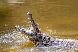 Il esquive une charge d'éléphant et se fait attaquer par un crocodile